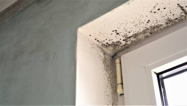 Best Airborne Mold Testing  in Norton Shores, MI