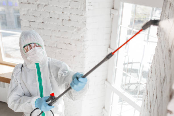 Best Mold Damage Restoration  in Norton Shores, MI