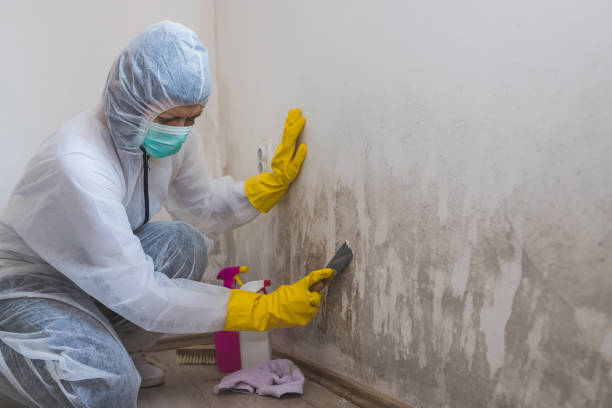 Best Mold Remediation for Healthcare Facilities  in Norton Shores, MI