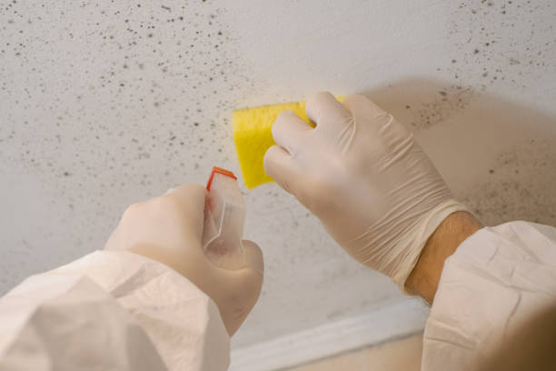 Best HVAC Mold Inspection and Cleaning  in Norton Shores, MI