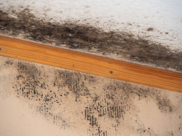 Best Mold-Related Health Consultation  in Norton Shores, MI