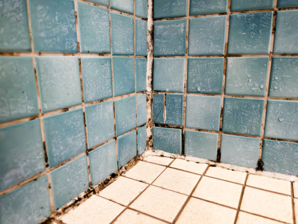 Best Air Quality Testing for Mold Spores  in Norton Shores, MI