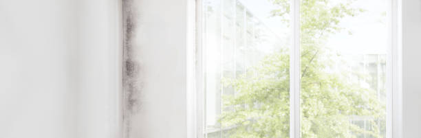 Best Real Estate Mold Inspection  in Norton Shores, MI