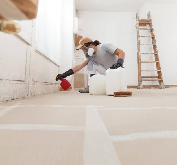 Best Black Mold Removal  in Norton Shores, MI