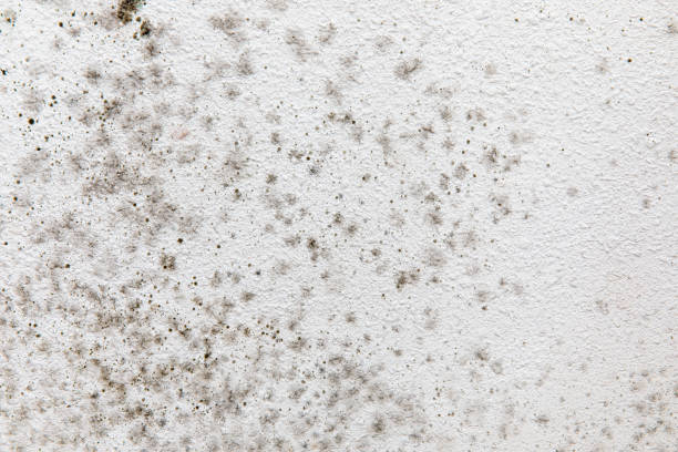 Professional Mold Removal in Norton Shores, MI