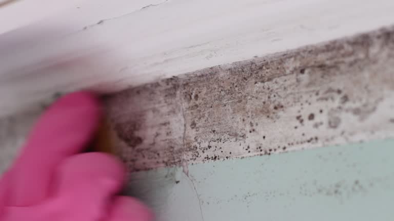 Best Indoor Air Quality Assessment  in Norton Shores, MI